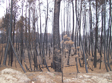 hammered trees1